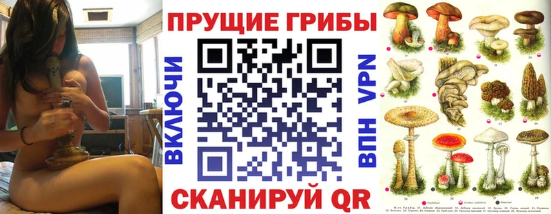 сколько стоит  Бугульма  Псилоцибиновые грибы Psilocybe 